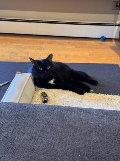 An adult large-sized male Domestic Short Hair cat named Magic for adoption in Morton Grove, IL