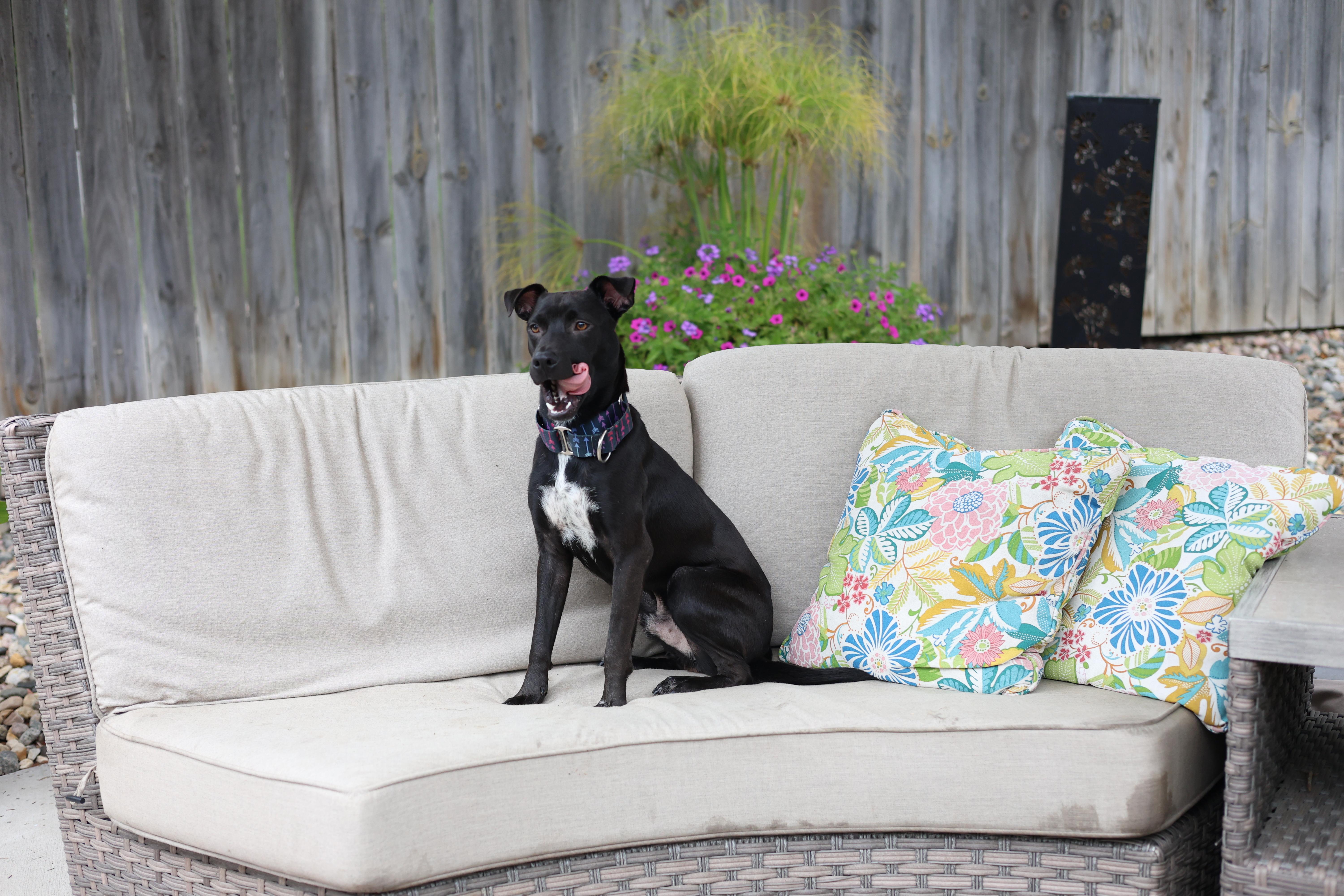 A young medium-sized male Black Terrier dog named Knight for adoption in Sioux Falls, SD
