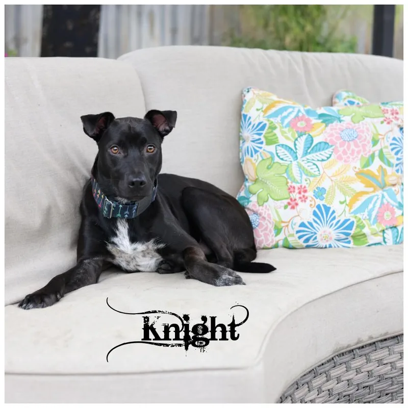 Knight thumbnail 5
