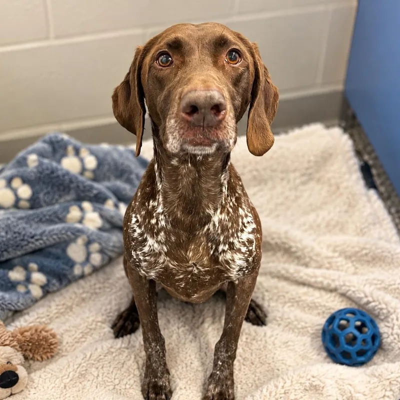 A senior medium-sized female German Shorthaired Pointer dog named Quinn for adoption in House Springs, MO