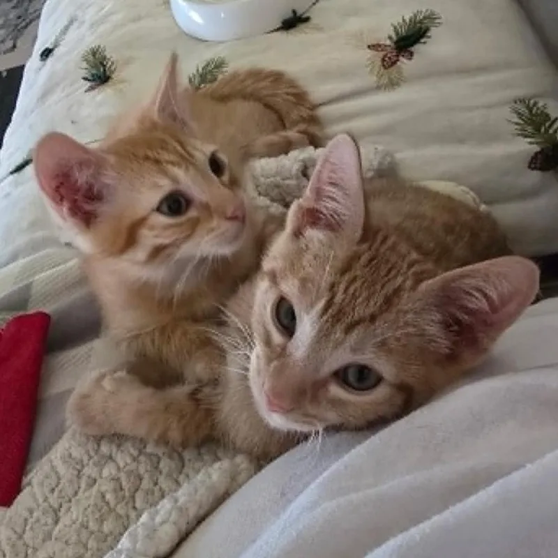 A baby small-sized male Orange / Red Domestic Short Hair cat named Ralphie Scarborough for adoption in Eagle Mountain, UT