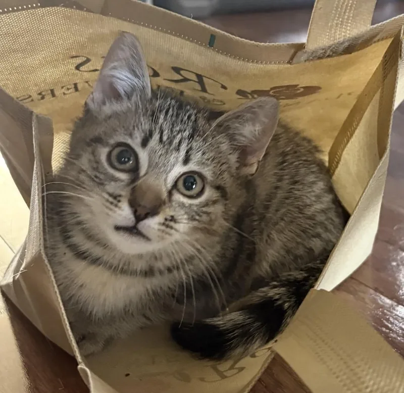 A baby medium-sized male Tabby (Tiger Striped) Domestic Short Hair cat named Ian for adoption in Breinigsville, PA