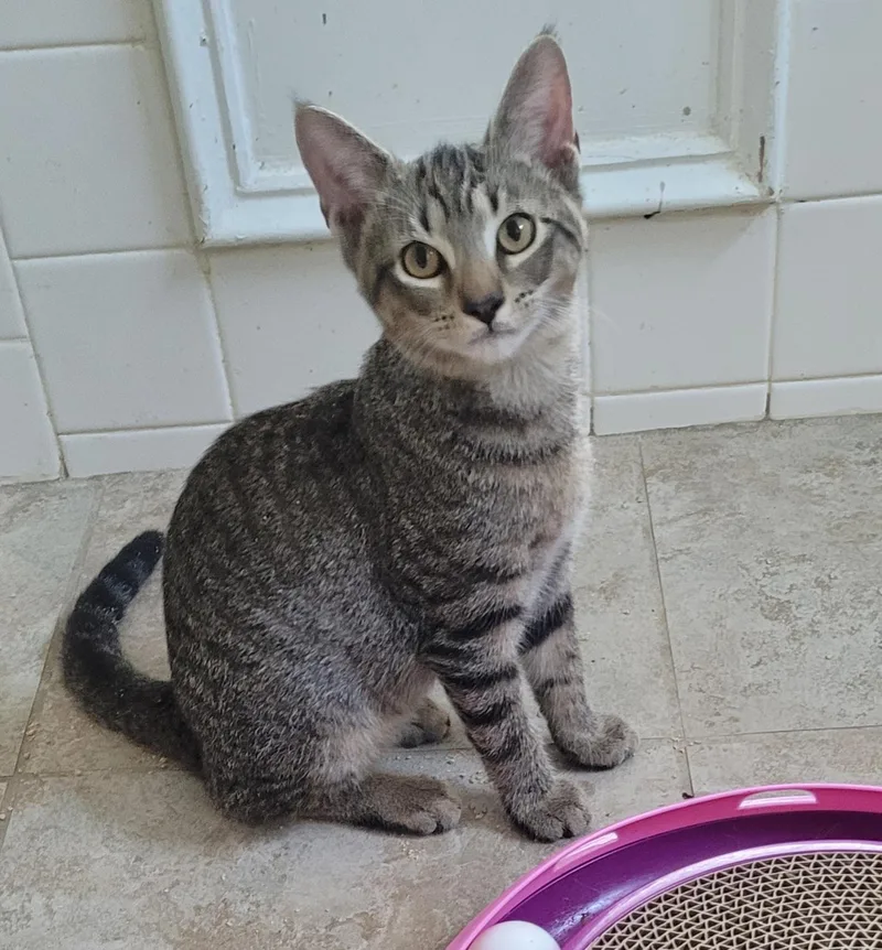 A young medium-sized male Tabby (Brown / Chocolate) Domestic Short Hair cat named Axle for adoption in Lawrenceville, GA