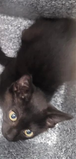 A baby medium-sized male Domestic Long Hair cat named Haku for adoption in Dallas, TX