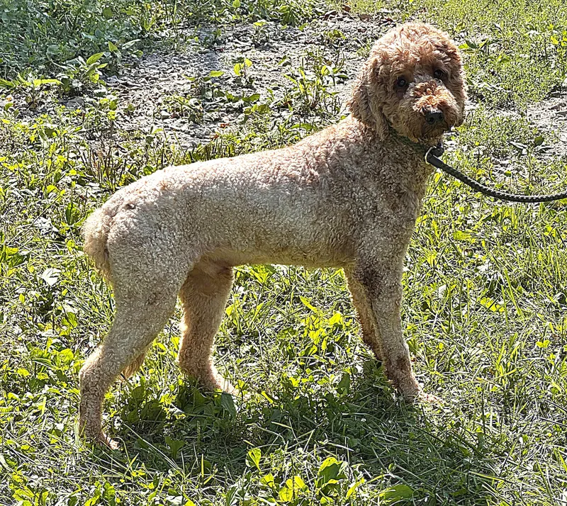 An adult medium-sized male Golden Retriever dog named Teddy for adoption in Beechbottom, WV