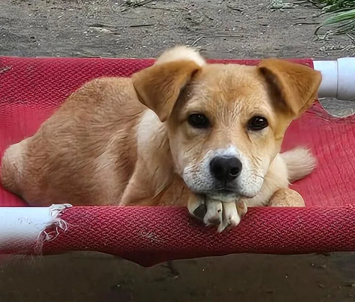 A baby large-sized female Yellow / Tan / Blond / Fawn German Shepherd Dog dog named Meerkat for adoption in Silvana, WA
