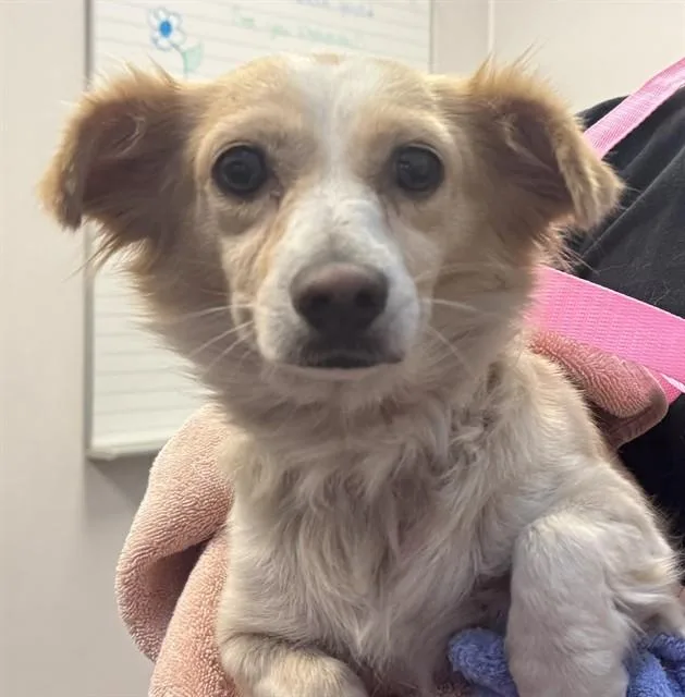 An adult small-sized female Chihuahua dog named Maryjane for adoption in Tucson, AZ
