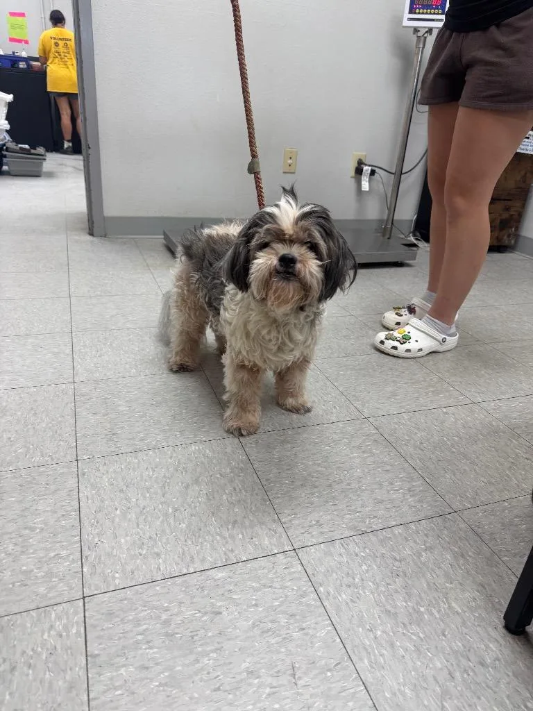 A senior medium-sized male Lhasa Apso dog named D for adoption in Sorrento, LA