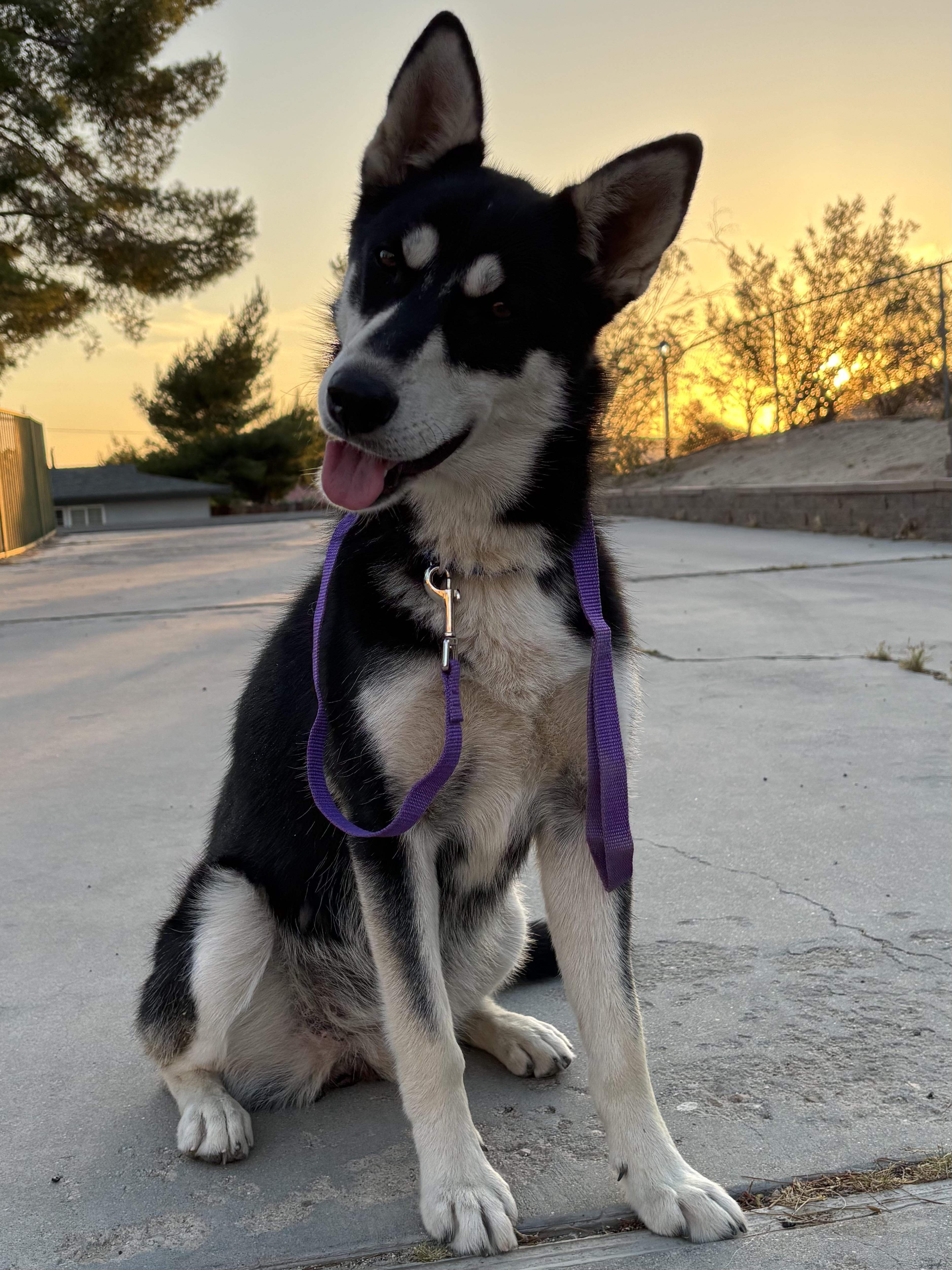 A young medium-sized female Black Siberian Husky dog named Roadie for adoption in Menifee, CA