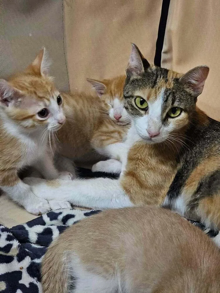 A young medium-sized female Domestic Short Hair cat named Bunnie Deux Go. for adoption in Peoria, IL