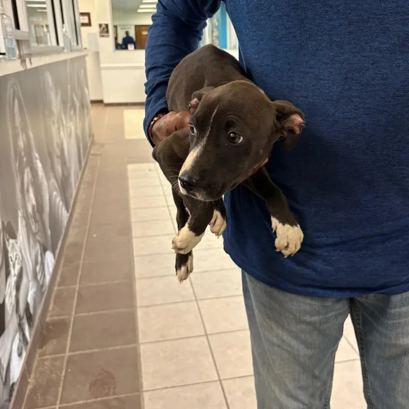 A baby medium-sized female Black Mixed Breed dog named StrayDogwoodDrive for adoption in Columbus, GA