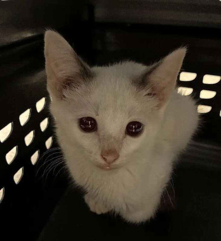 An adult small-sized male White Domestic Short Hair cat named Frosted Flake for adoption in Cincinnati, OH