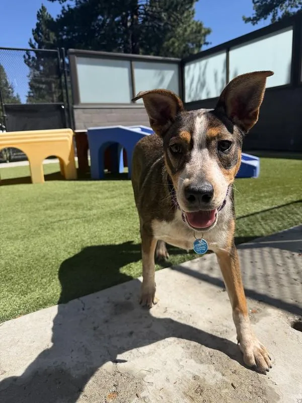 A young medium-sized female Mixed Breed dog named Elsa for adoption in Truckee, CA