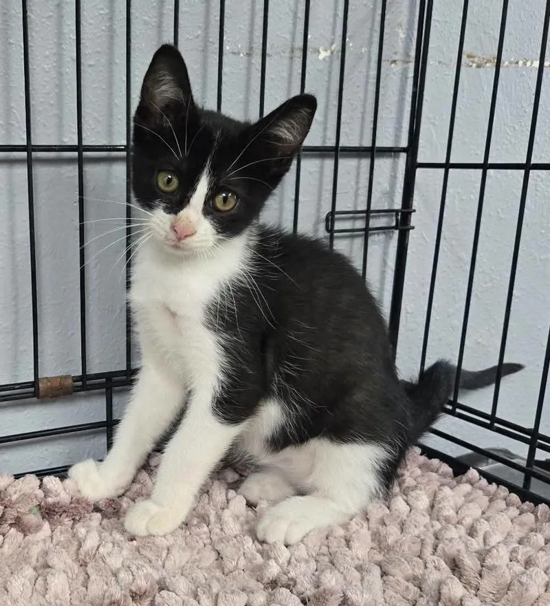 A baby small-sized female Domestic Short Hair cat named RylieQ for adoption in Metamora, IL