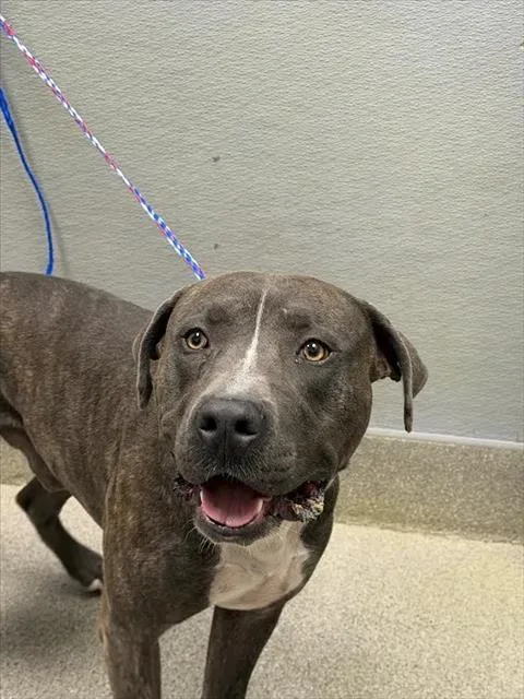 A young large-sized male Pit Bull Terrier dog named Buster for adoption in Las Vegas, NV