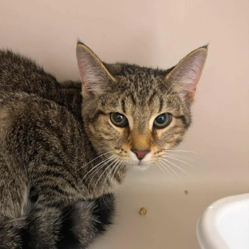 A young medium-sized male Brown / Chocolate Domestic Short Hair cat named Chase for adoption in Rocky Mount, VA