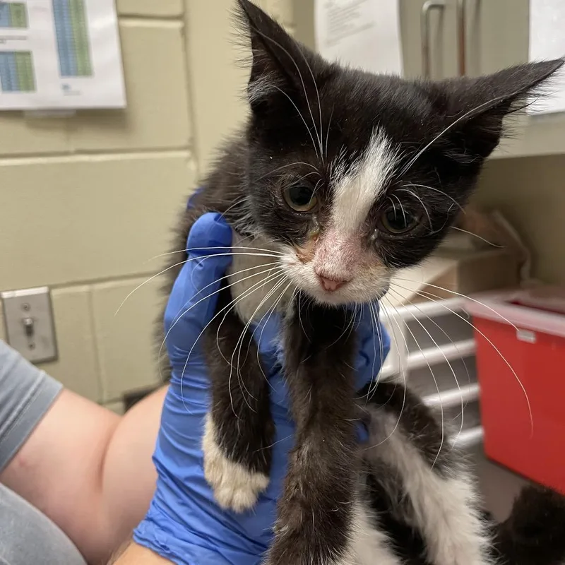 A baby small-sized male Black Domestic Short Hair cat named Baileywick for adoption in Columbus, GA