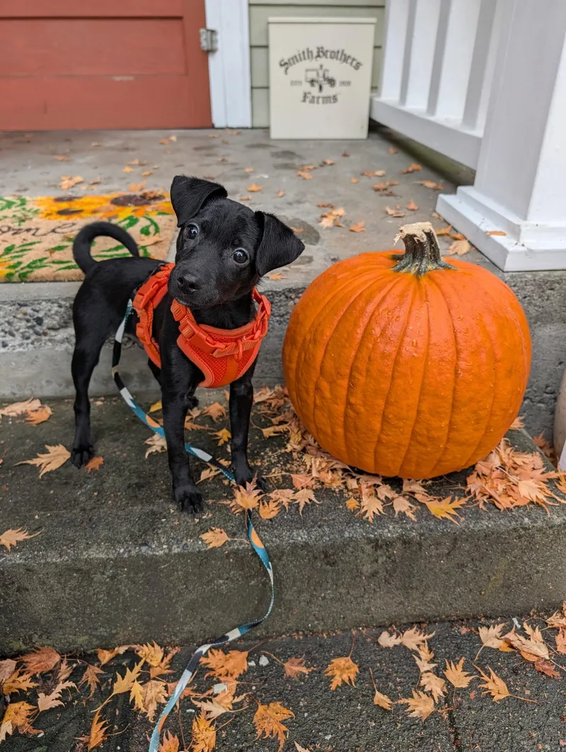 A baby small-sized male Chihuahua dog named Sammy for adoption in Seattle, WA
