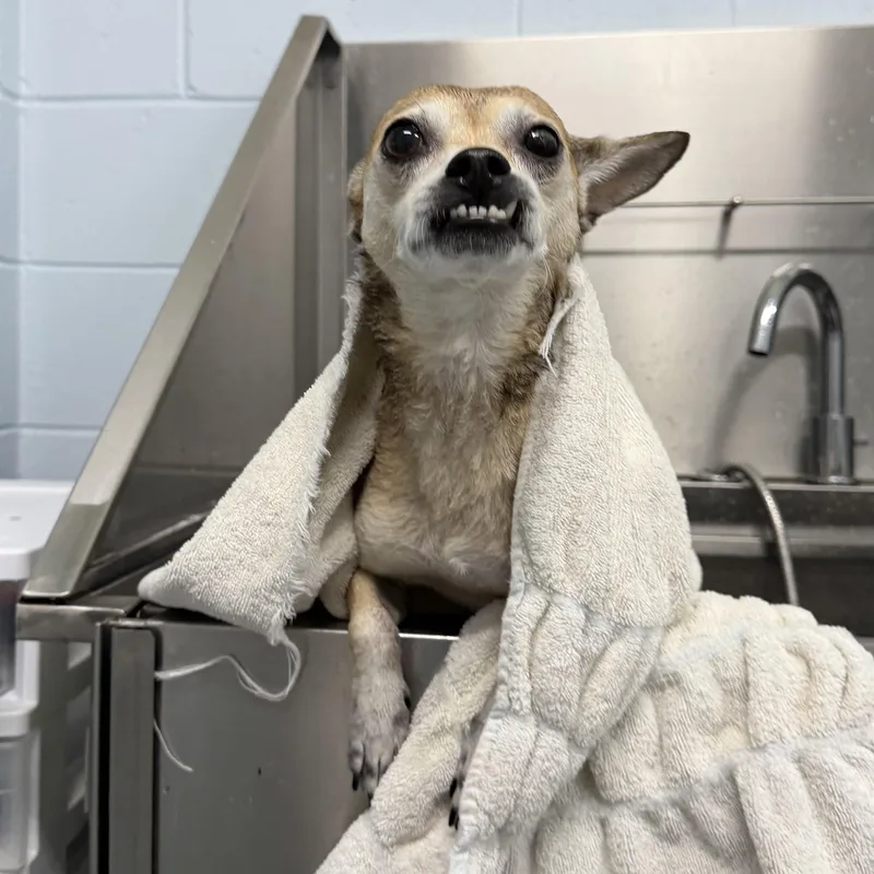 An adult small-sized female Rat Terrier dog named Emmy for adoption in Columbia, SC