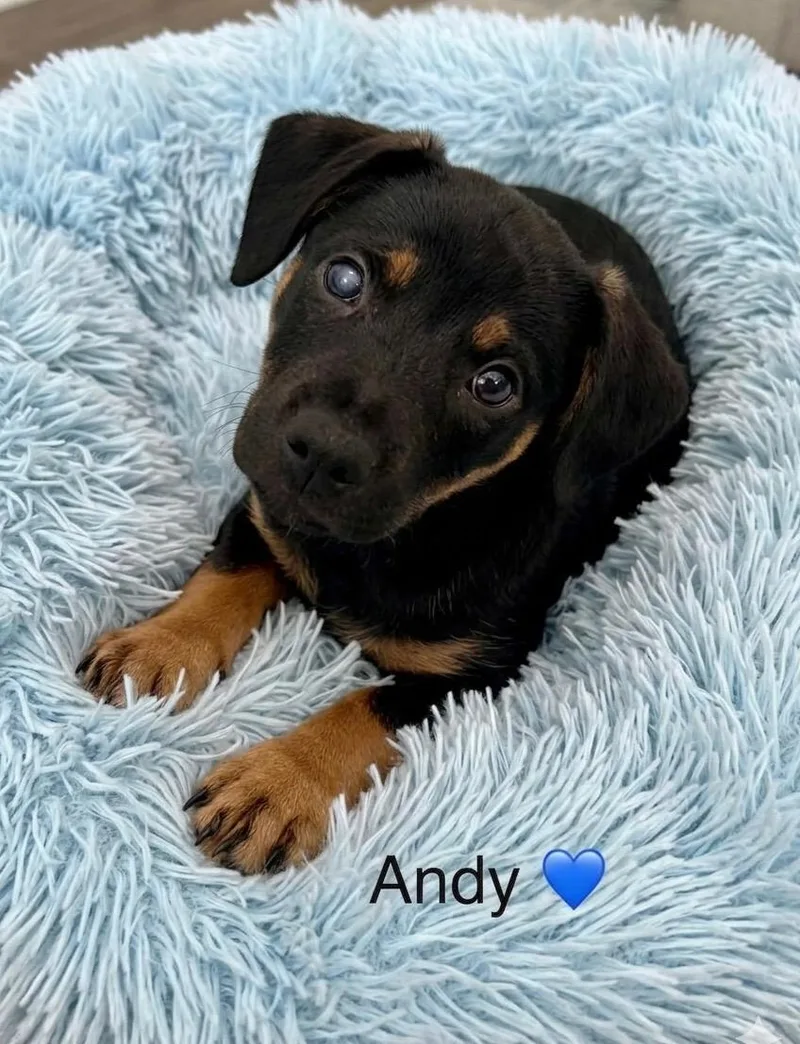 A baby small-sized male Dachshund dog named Andy for adoption in Rockwall, TX