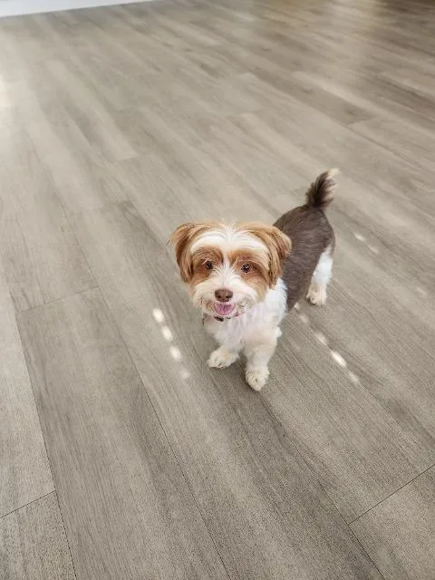 Bentley