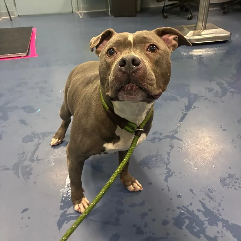 An adult medium-sized female Gray / Blue / Silver Pit Bull Terrier dog named Kelly for adoption in Greensboro, NC