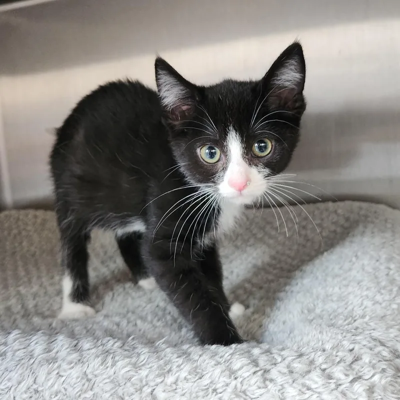 A young small-sized female Black Domestic Short Hair cat named Frida for adoption in Fort Wayne, IN