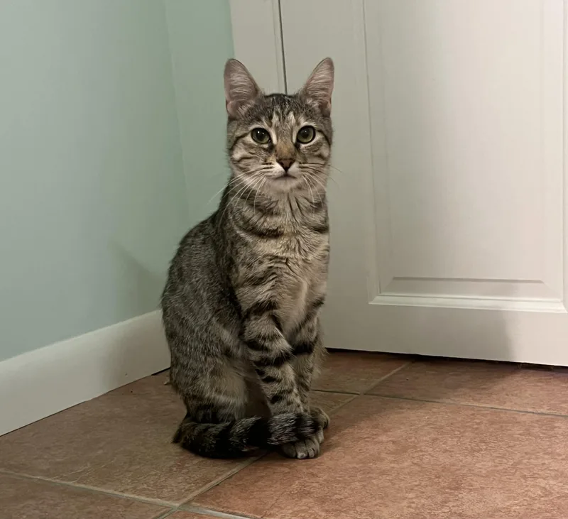 A young medium-sized female Tabby (Brown / Chocolate) Domestic Short Hair cat named Selina for adoption in Indianapolis, IN