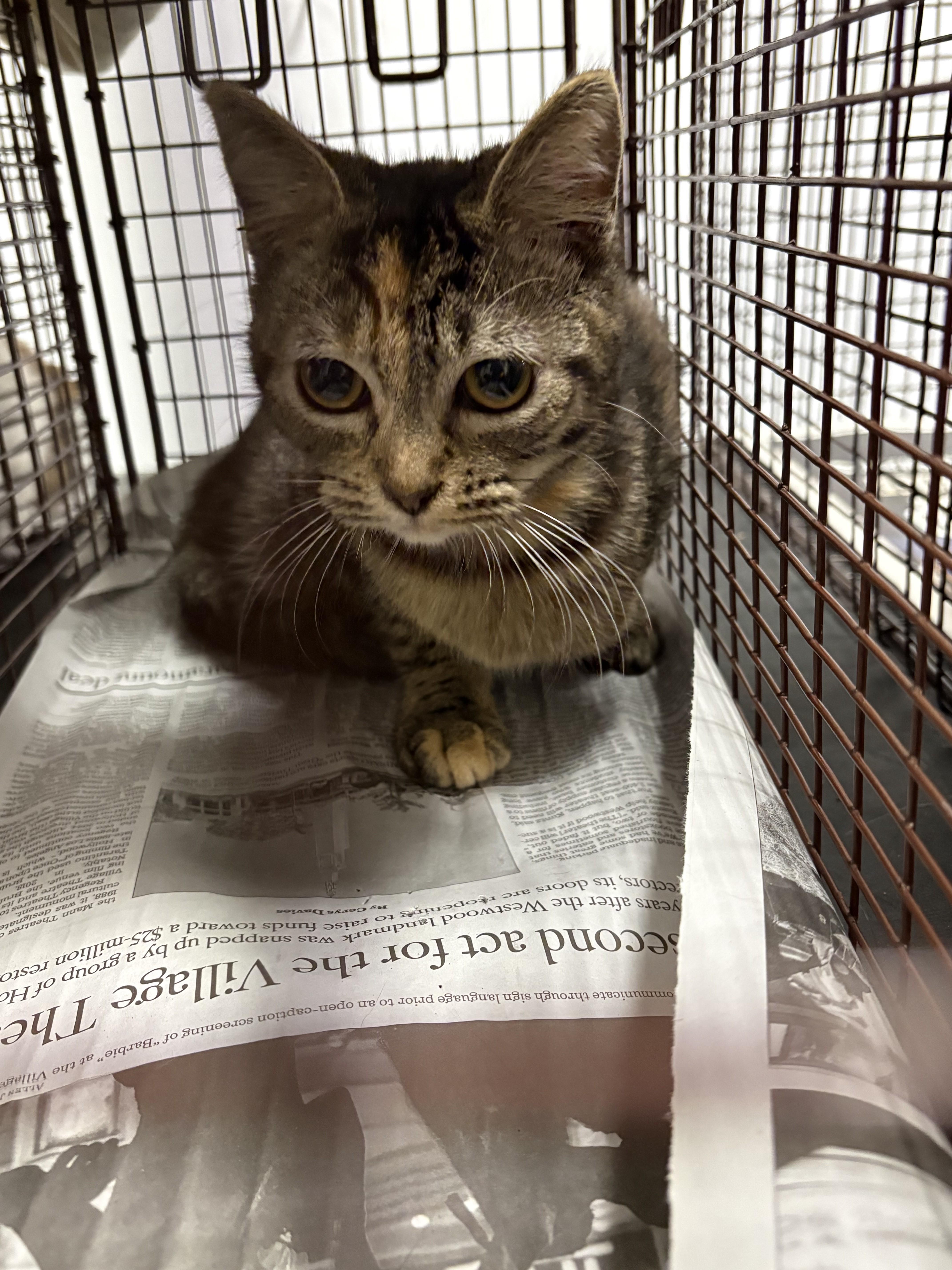 A baby medium-sized female Domestic Short Hair cat named Bonnie for adoption in Chatsworth, CA