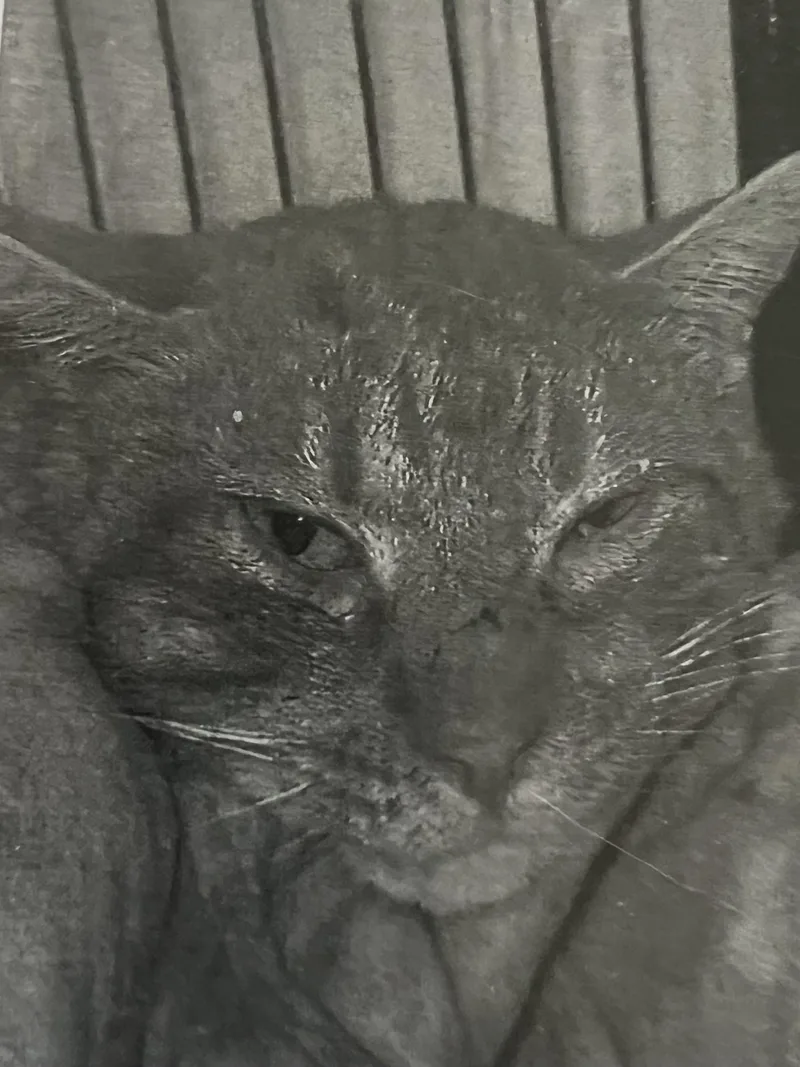 An adult medium-sized male Orange & White Domestic Short Hair cat named Oliver for adoption in New Windsor, NY