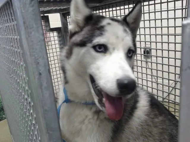 A young large-sized female Siberian Husky dog named Nellie for adoption in Moreno Valley, CA