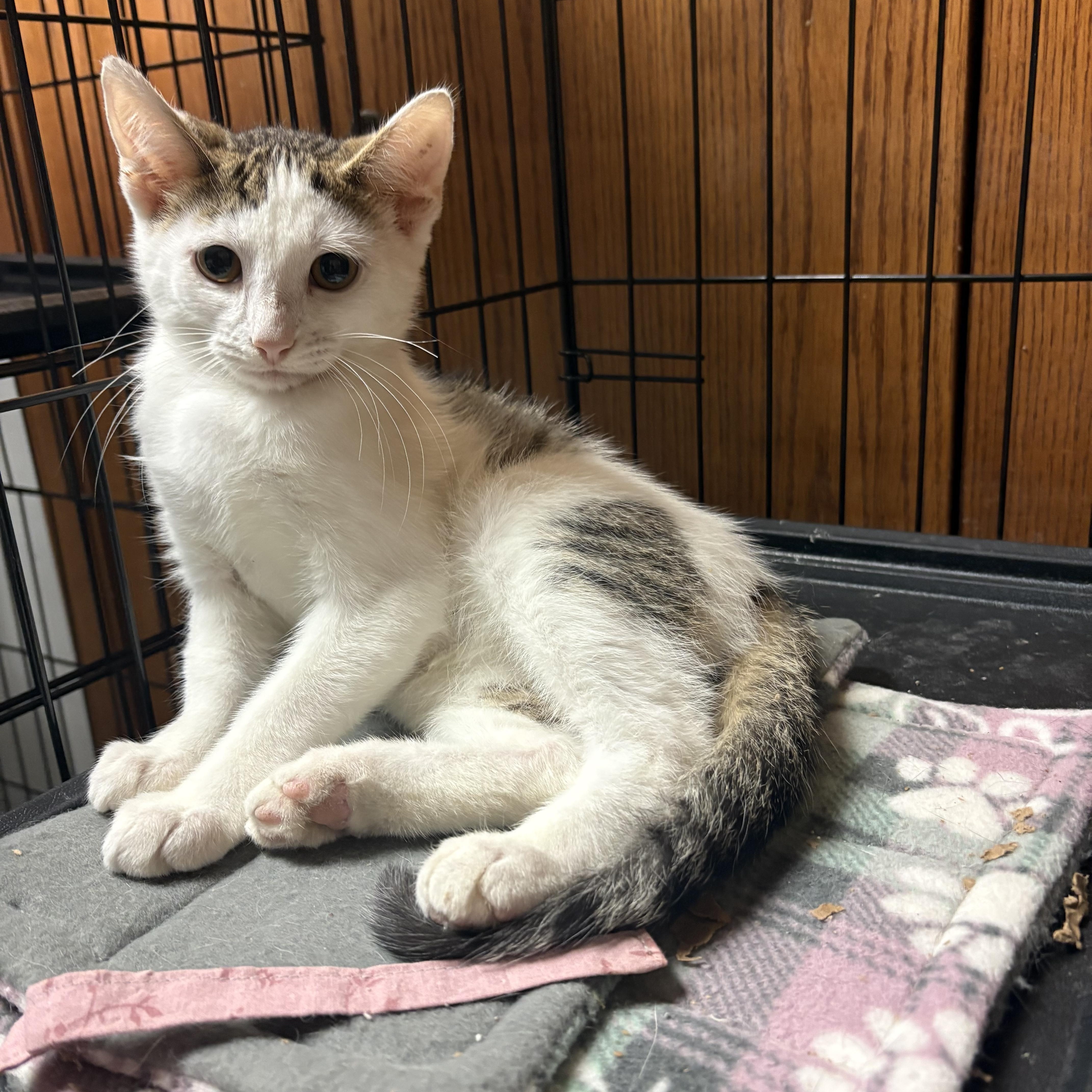 A baby small-sized female White Domestic Short Hair cat named Elmo for adoption in Highland, IN