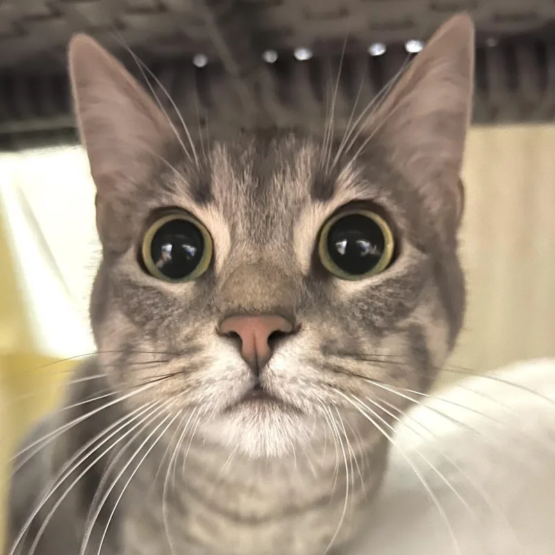 A young medium-sized female Gray / Blue / Silver Domestic Short Hair cat named Strawberry for adoption in Santa Barbara, CA