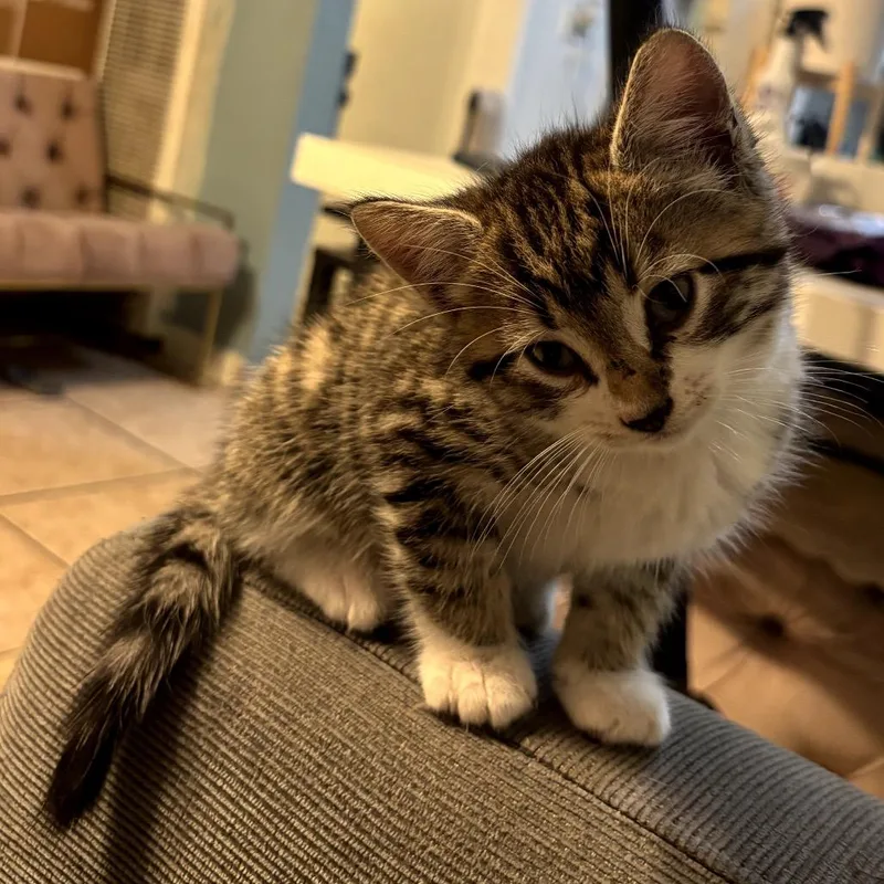 A baby small-sized male Gray / Blue / Silver Domestic Short Hair cat named Mackerel for adoption in Pacific Palisades, CA