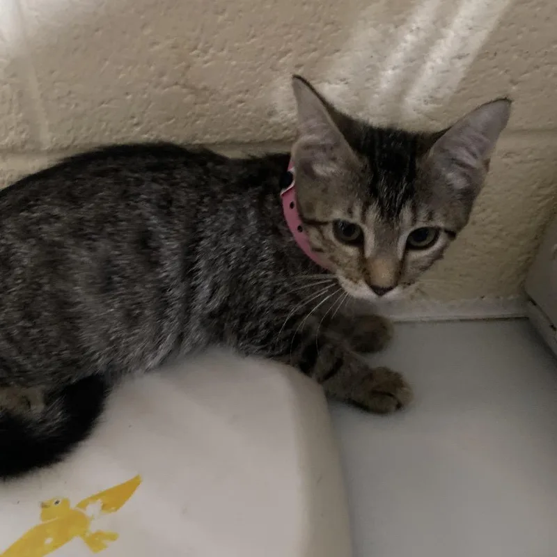 A baby small-sized female Torbie Domestic Short Hair cat named Future for adoption in Memphis, TN