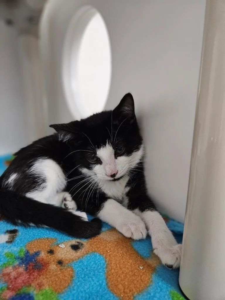 A baby medium-sized male Domestic Short Hair cat named Adrian for adoption in Huntington, IN