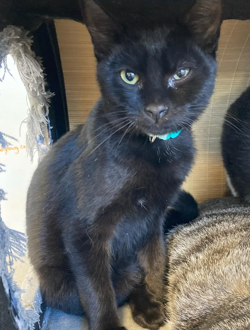 Licorice