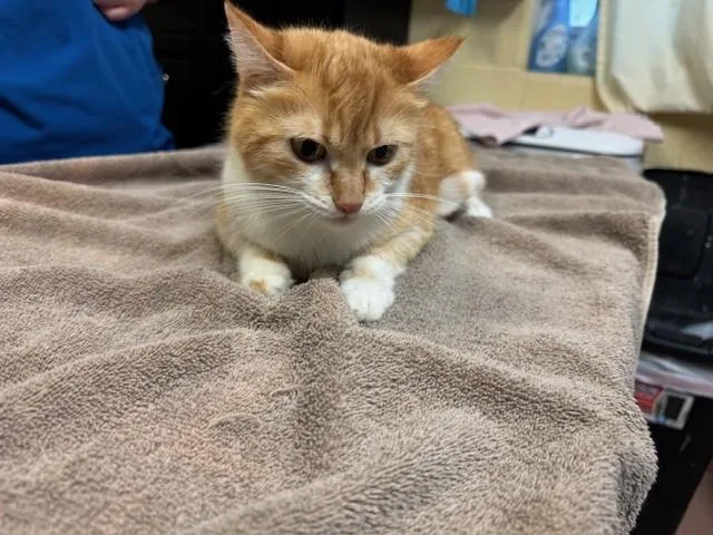 An adult medium-sized female Domestic Short Hair cat named Tabitha for adoption in Cookeville, TN