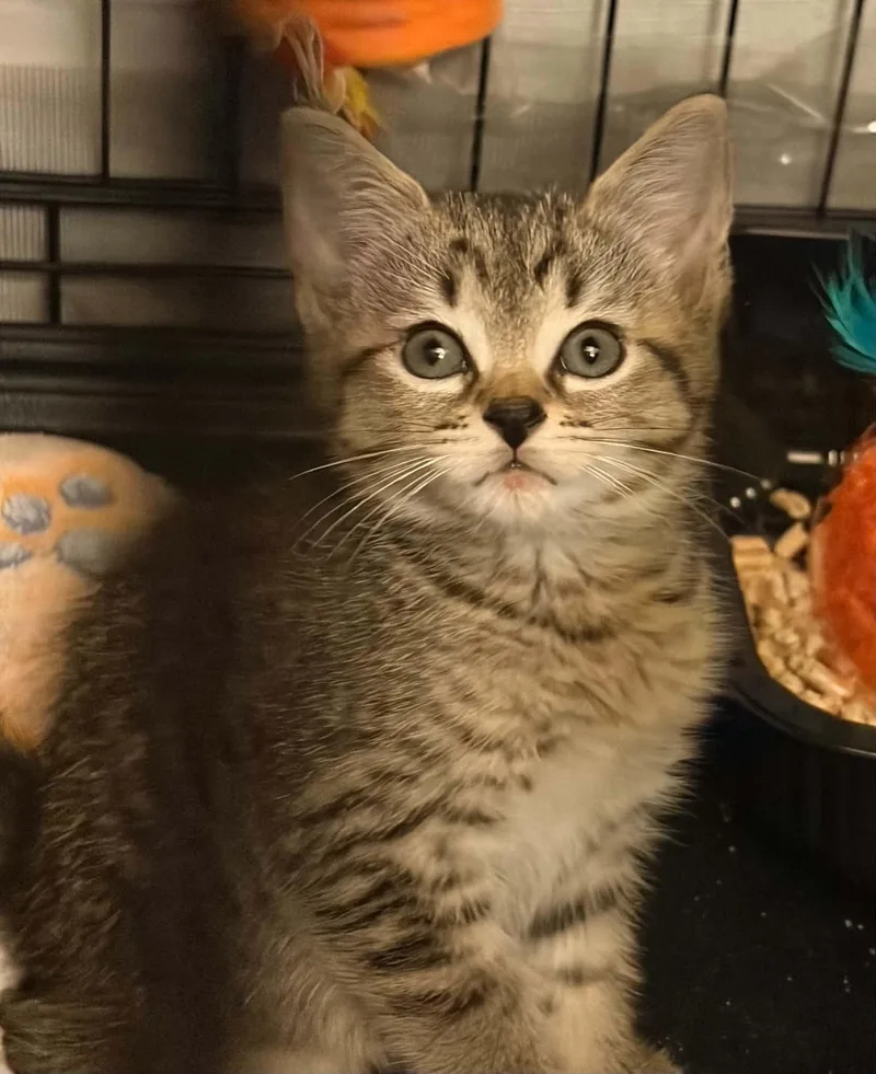 A baby medium-sized male Domestic Short Hair cat named Sneezy for adoption in Westfield, MA