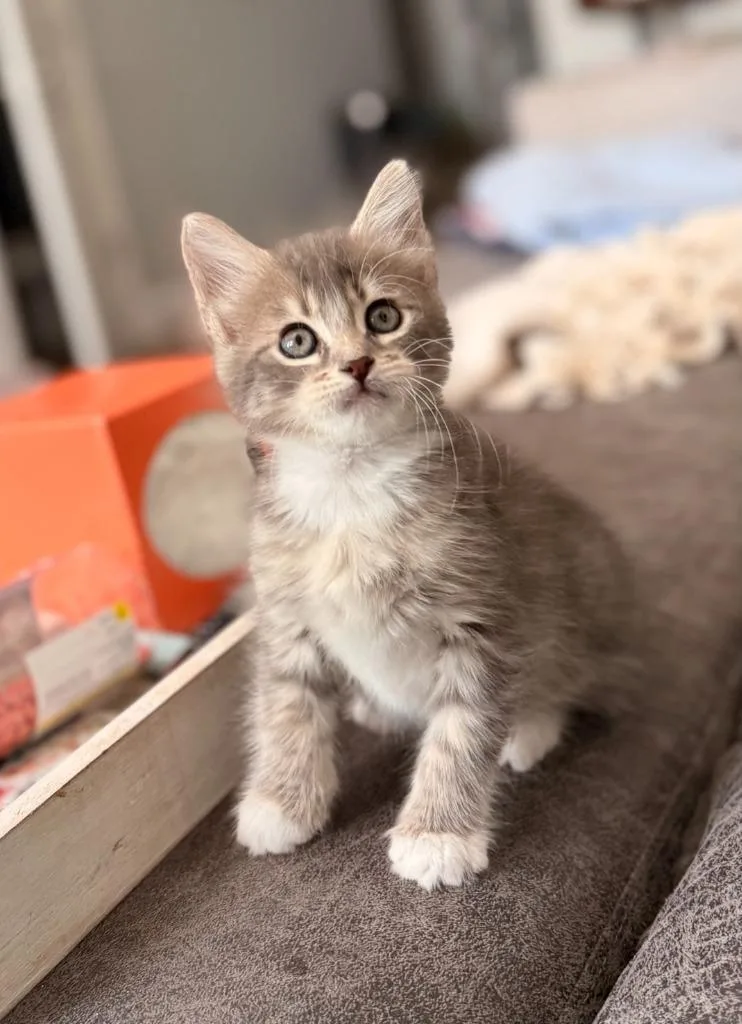A baby small-sized female Domestic Short Hair cat named Luna for adoption in Darien, GA