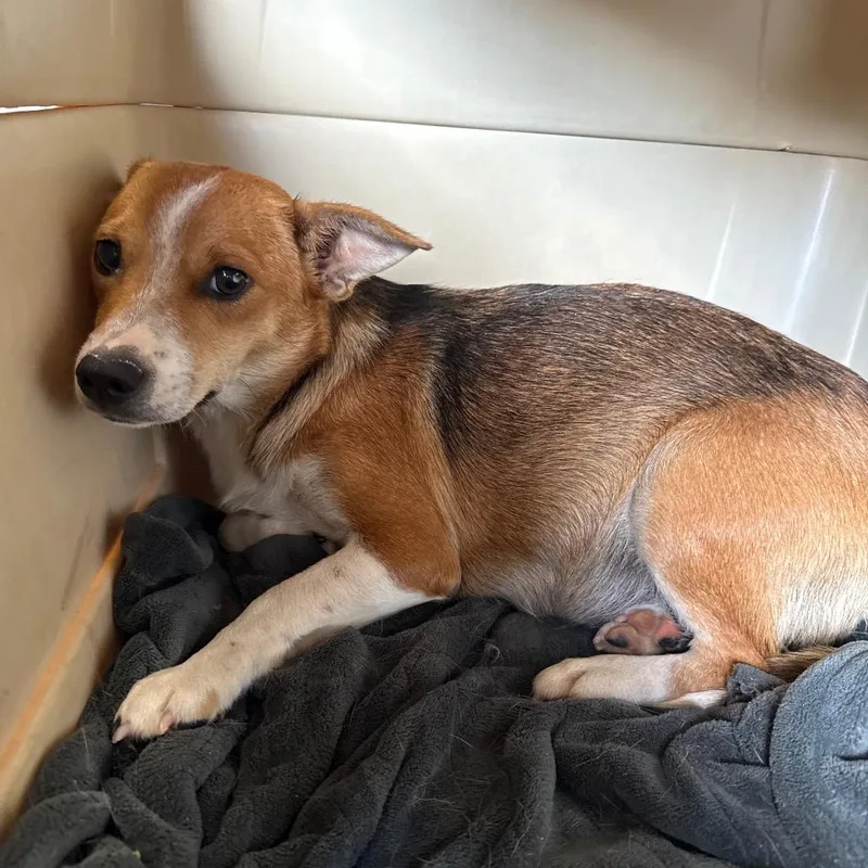 A young medium-sized female Yellow / Tan / Blond / Fawn Beagle dog named Junebug for adoption in Normal, IL