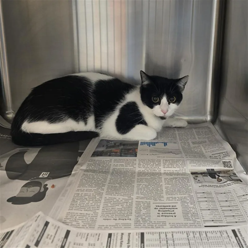 A young medium-sized female Domestic Short Hair cat named Rita for adoption in Houston, TX