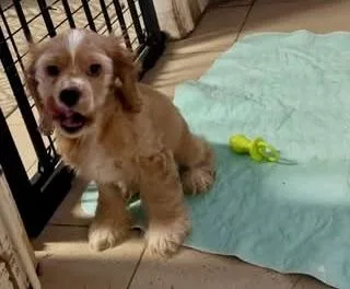 A baby medium-sized male Apricot / Beige Cocker Spaniel dog named Sean for adoption in Ozone Park, NY