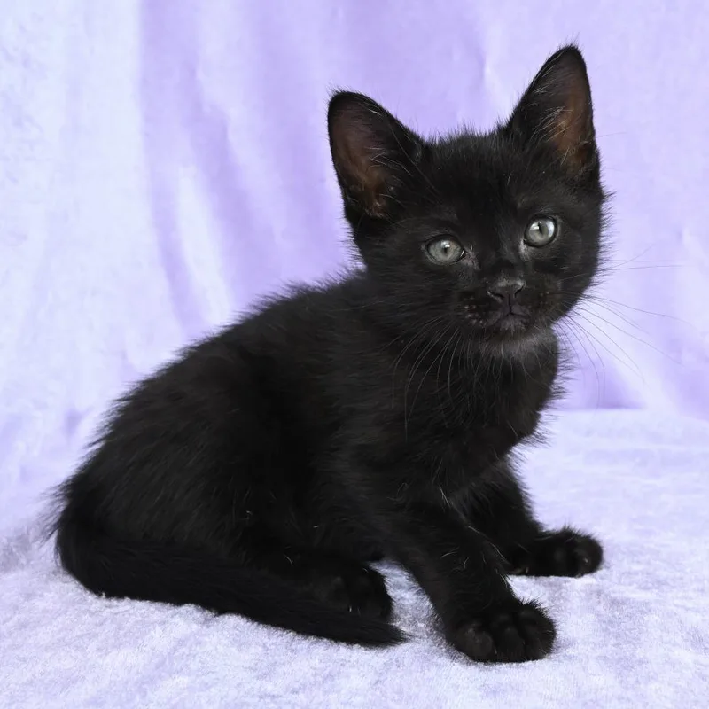 A baby small-sized female Black Domestic Short Hair cat named Cindy for adoption in Mobile, AL