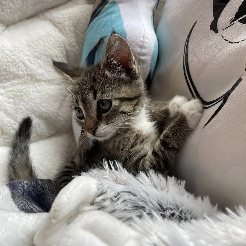 A baby small-sized female Gray / Blue / Silver Domestic Short Hair cat named Poppy for adoption in La Grange, KY