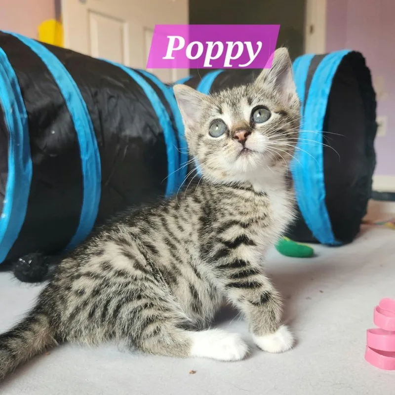 Poppy thumbnail 4
