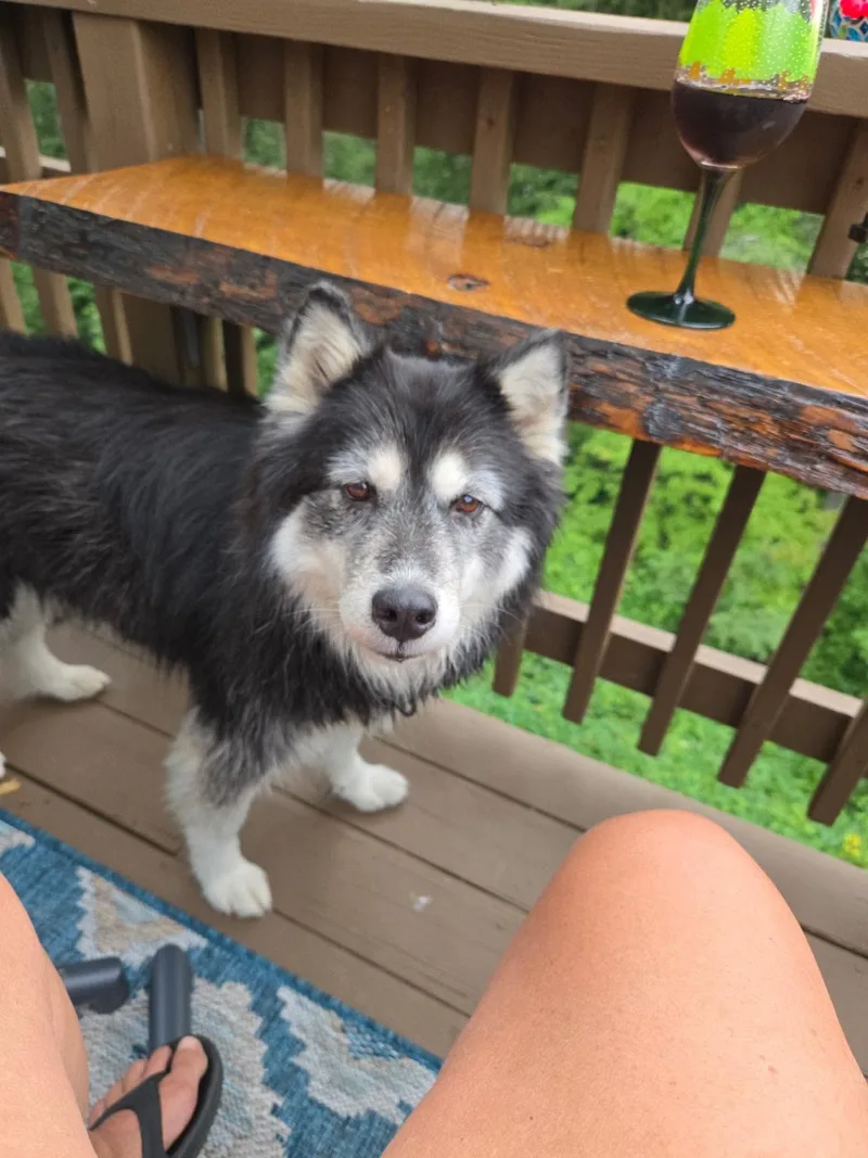 A senior medium-sized female Black Siberian Husky dog named Daisy for adoption in BONIFAY, FL