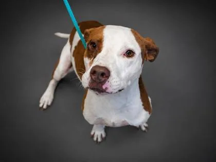 An adult small-sized male Pit Bull Terrier dog named Bouncy for adoption in Bowling Green, KY