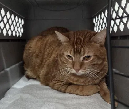 An adult large-sized male Orange / Red Domestic Short Hair cat named Hemlock for adoption in Sacramento, CA