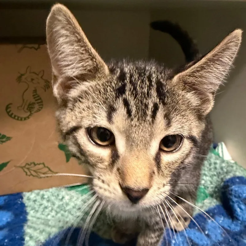 A baby small-sized male Domestic Short Hair cat named Buck for adoption in Fairport, NY